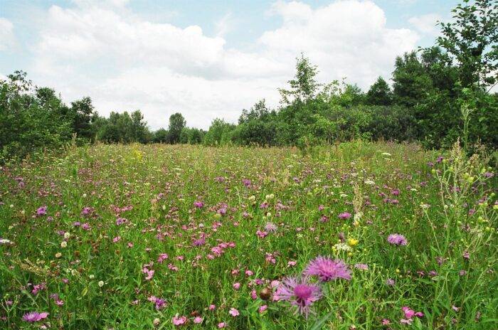 a blink of an eye, Humbled by Dust, meadows, ground
